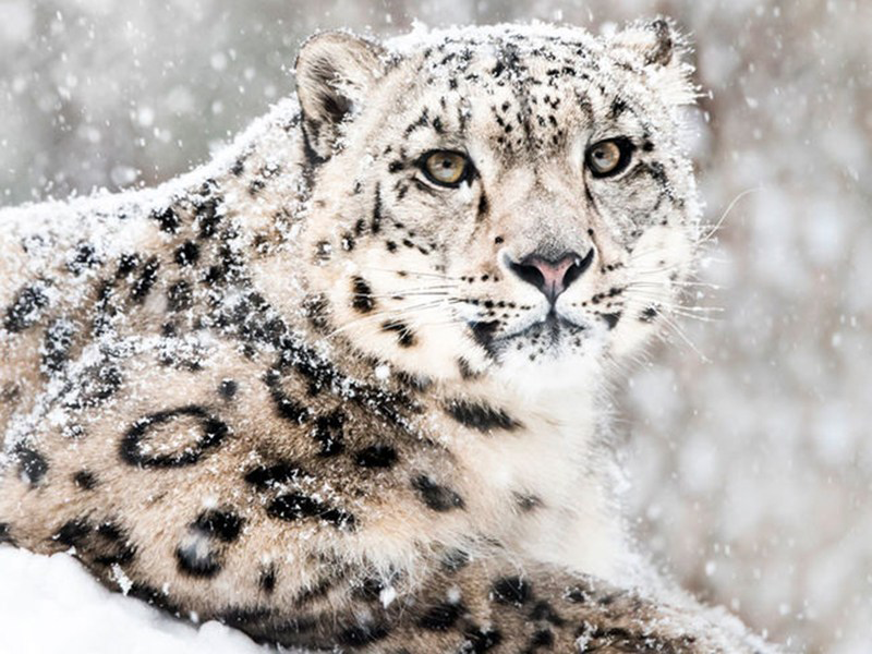 Animal Leopardo de las Nieves