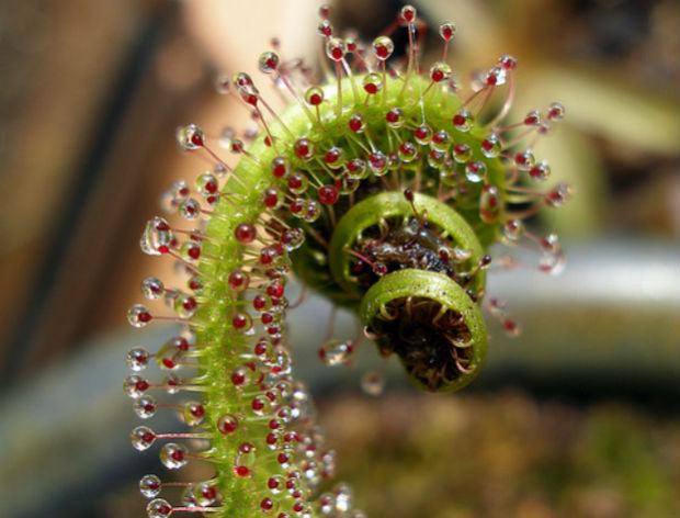 Planta Rocío de Sol