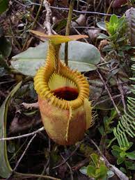 Planta de Cántaro o de Jarro