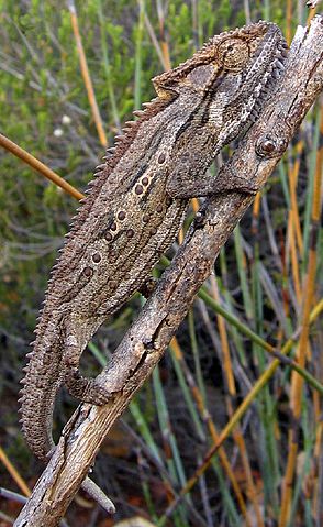 Camaleón Bradypodion