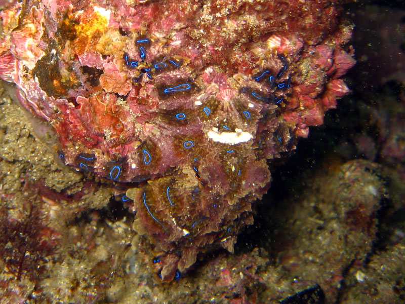 Pulpo de Anillos Azules